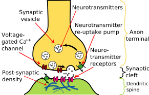 Quando um potencial de ação chega ao final do íon pré-sináptico (amarelo), ele causa a liberação de moléculas neurotransmissoras que abrem canais de íons no neurônio pós-sináptico (verde). Os potenciais combinados das entradas podem iniciar um novo potencial de ação no neurônio pós-sináptico.