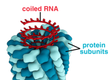 Structuur van het tabaksmozaïekvirus: RNA opgerold in een helix van zich herhalende eiwit subeenheden  