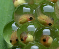 Kikkerbroed: eieren die zich ontwikkelen tot kikkervisjes.