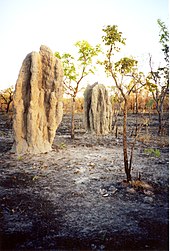 Montículos catedralicios de termitas en una zona ennegrecida por los incendios forestales anuales del parque.  