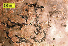 Thallograptus sphaericola , un graptolite dendroïde, attaché au cystoïde Echinosphaerites aurantium ; Ordovicien du nord-est de l'Estonie.