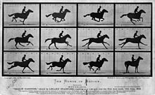 Muybridge's foto's van The Horse in Motion, 1878, werden gebruikt om de vraag te beantwoorden of alle vier de voeten van een galopperend paard ooit tegelijkertijd van de grond komen. Hieruit blijkt een gebruik van fotografie als experimenteel instrument in de wetenschap.  