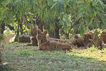 Dholes se odihnesc într-o grădină zoologică din India