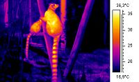 Similar to this thermal image, the snake perceives warm-blooded prey with its infrared receptors