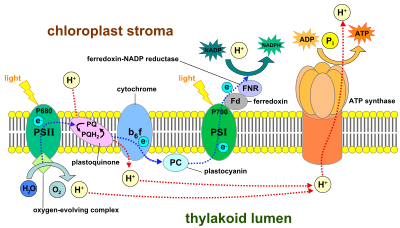 Fotosyntesens elektrontransportkedja i thylakoidmembranet.  