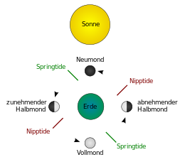 Schematic representation of the occurrence of Spring and Nipple Tides; inertias cause Spring Tides, for example, to occur somewhat later than at full and at new moon.