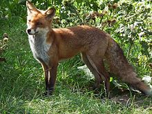 Although they generally hunt a lot, red foxes also feed on berries and similar plant parts, making them omnivores as well.