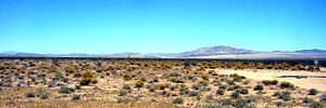 Młody tumbleweed kwitnący na pustyni Mojave w kwietniu, po wyjątkowo mokrej zimie