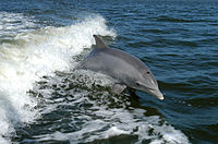 En delfin surfar nära Kennedy Space Center  