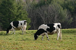 Bydło mleczne pasące się (jedzące trawę) na polu.