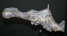 Odlitek možganov Charlesa v muzeju fosilov Portobello
