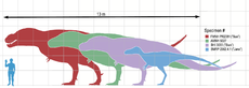 Different specimens of Tyrannosaurus rex compared with a human being