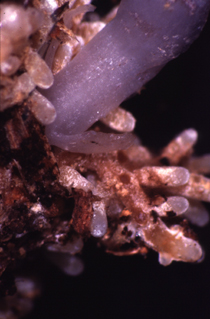 Raízes micoheterotróficas de Monotropa uniflora com micélio de Russula brevipes