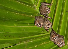 Una colonia de murciélagos fabricantes de tiendas de Peters (Uroderma bilobatum)  