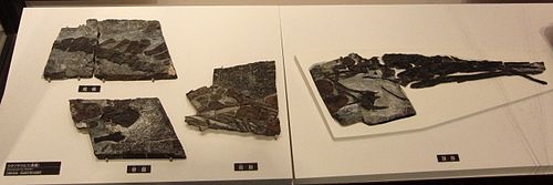 Fossiel van Utatsusaurus in het Nationaal Museum voor Natuur en Wetenschap, Tokio