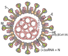Structuur van een coronavirus  