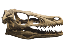 Crânio leve de Velociraptor: seu cérebro foi enfiado na parte de trás do crânio.