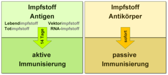 In active immunization, the vaccine contains or produces an antigen against which the patient's immune system forms its own antibodies within 14 days, resulting in lasting immunity. If only antibodies are vaccinated, one speaks of passive immunization, the protection occurs immediately, but lasts only for a short time.