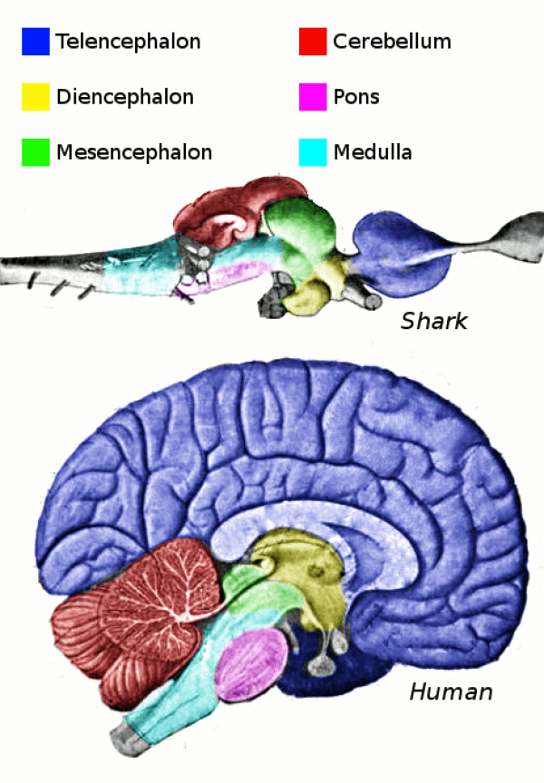 Pokazano odpowiednie regiony mózgu człowieka i rekina. To, co znajduje się w tylnej części mózgu rekina (rdzeń) jest na dnie ludzkiego mózgu. Mózg rekina (telenchephalon) znajduje się z przodu, mózg człowieka jest na górze.