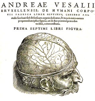 The vascular dura mater in an illustration by Andreas Vesalius (1543)