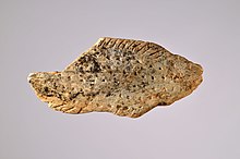 Dit is een van de eerste kunstwerken: een beeld van een vis; leeftijd: ongeveer 40.000 jaar geleden.  