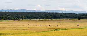 Cosecha de arroz en el distrito de Wang Nuea con las montañas de la cordillera Phi Pan Nam en la distancia  