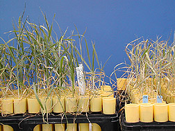 A cultivar trigo Yecoro (direita) é sensível à salinidade, as plantas resultantes de um cruzamento híbrido com a cultivar W4910 (esquerda) apresentam maior tolerância à alta salinidade