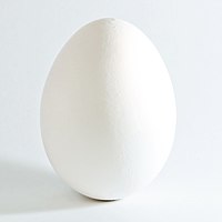 Het ei van een kip.  