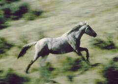 Een wild paard (een Amerikaanse mustang) in Wyoming, USA