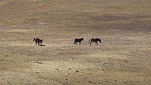 Wild horses in the region "South of the Clouds", Western China, 2007