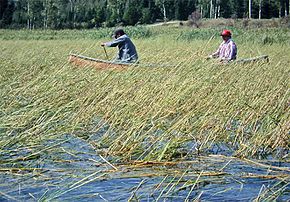 Among the Anishinabe, wild rice is still one of the most important sources of subsistence and market income.