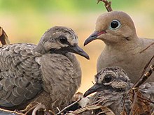 Padre y dos polluelos en Arizona, EE.UU.  
