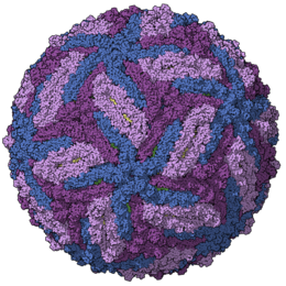 Capsid of the zika virus, coloured model
