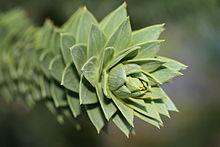 Folhas de Araucária araucana