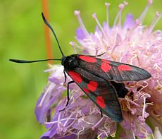 Een Burnet Moth (Zygaena sp.), een dagvlieger. Deze haalt nectar uit een distel (en bestuift hem) in Estland.