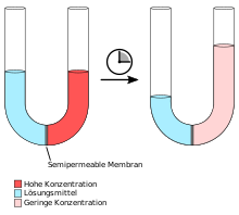 Osmosis: on the left a U-tube with differently concentrated solutions immediately after filling, on the right the same U-tube at a later time. Equilibrium is reached when the hydrostatic pressure of the liquid column on the right is equal to the osmotic pressure of the solution.