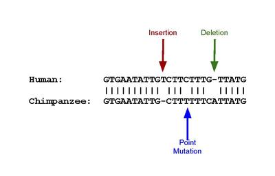 Een illustratie van de mutaties die pseudogenes kunnen veroorzaken. De menselijke sequentie is van een pseudogeen in de olfactorische genfamilie. De chimpanseesequentie is de functionele ortholoog. De belangrijkste verschillen worden belicht