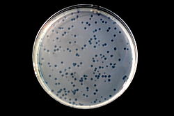 Agarlemezen növekvő baktériumok