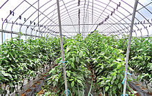 Cheongyang-chilipaprikoiden viljely sisätiloissa  